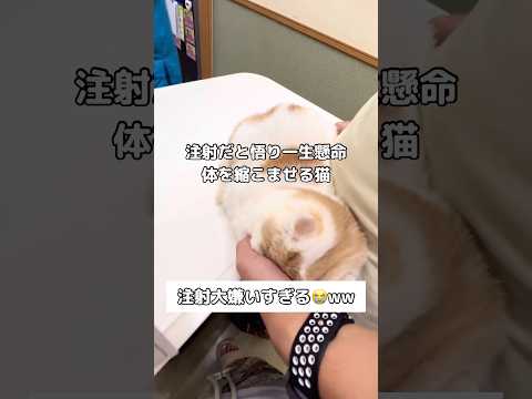 注射が嫌すぎてできるだけ体を小さくするきなこもち スコ スコティッシュフォールド 注射 猫 サムネイル