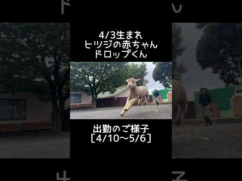 忙しい方ための【ヒツジの出勤のご様子】まとめ 東武動物公園 動物 zoo animals 赤ちゃん ヒツジ ドロップ…
