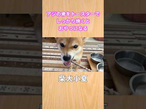アジの骨のオヤツ 神戸 柴犬 shibainu 癒し サムネイル