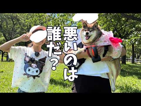 柴犬と女の子とおじさん・・・。