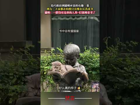 剛好抓拍到貓咪應景的有趣一幕 貓 可愛 有趣 萌寵 cat cute funny pets shorts サムネイル