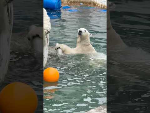 shorts フブキくんのモグモグ タイム　   ホッキョクグマ　東山動植物園にて　2026年3月13日 サムネイル