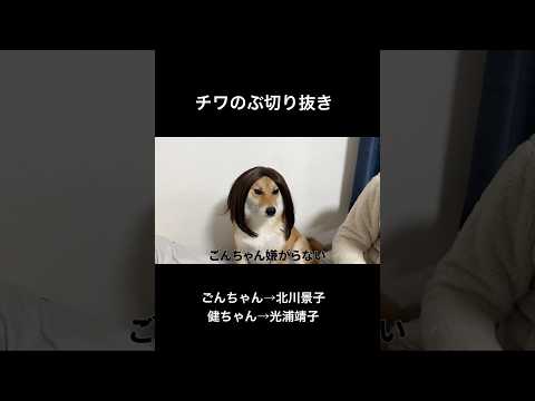 ウィッグが好きな柴犬　柴犬 shorts サムネイル