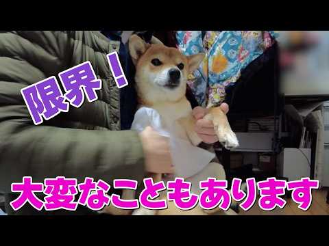 【限界柴】夜中大変なこともあります！柴犬小夏　後編暖かなメリケンパーク サムネイル