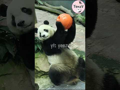 圓寶 ： 果果呢? 🤣 panda cuteanimals  貓熊 taipeizoo 台北市立動物園 shorts サムネイル