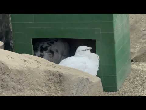 本日も2羽確認！　スバールバルライチョウ　那須どうぶつ王国にて　2026年1月30日 サムネイル