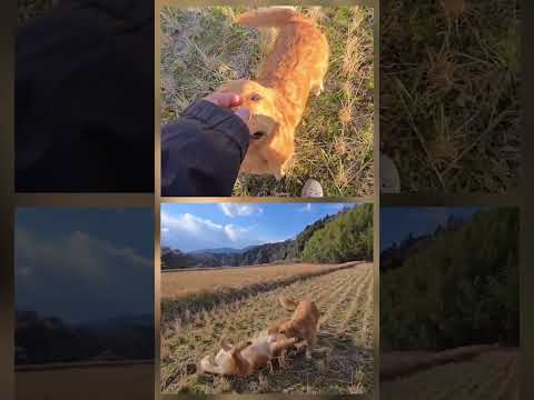 変わらない事のありがたさ。ゴールデンレトリバー 大型犬のいる生活 癒し goldenretriever サムネイル