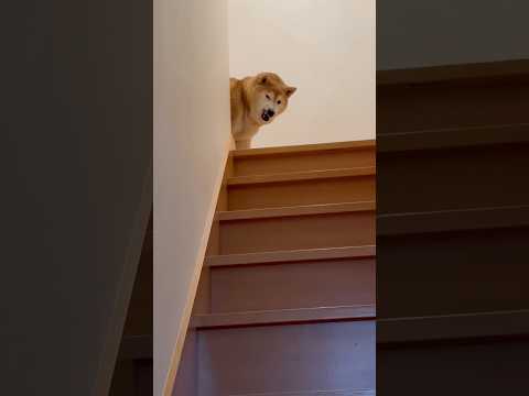 柴犬福 兄を出迎える時の柴犬🤣Brother and Shiba🤣兄と柴 shorts japanesedog 柴犬… サムネイル