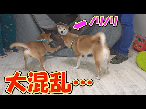 こたつ布団を取り替えると、遊園地ではしゃぐ子どものように大騒ぎする柴犬が可愛すぎました。 サムネイル