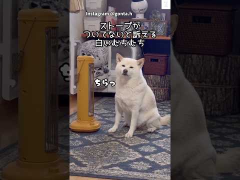 ストーブが付いてないと訴える柴犬😂　#柴犬 #犬　#白柴　#面白い　#犬のいる暮らし サムネイル