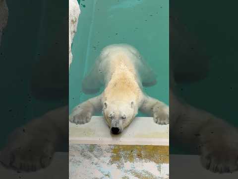 shorts さぁ〜皆んなも身体の力抜いて〜〜　  ホッキョクグマの豪太くん　男鹿水族館GAOにて　2026年5月22日 サムネイル