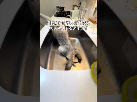 いつか一緒に暮らしてみたいと思い2年前にペットショップで運命的な出会いをした我が家のアリクイ アリクイ ミナミコアリク… サムネイル