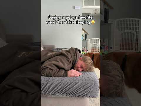 Smartest puppy on the internet サムネイル