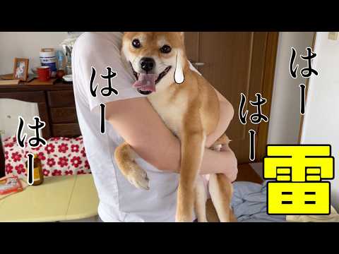 雷が強すぎてお母さんの腕にしがみつく　柴犬小夏