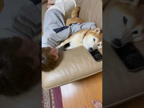 柴犬福 姉とおばあさんに絡まれる柴犬🤣Sis and Grandma and Shiba🤣姉と柴 shorts fun… サムネイル