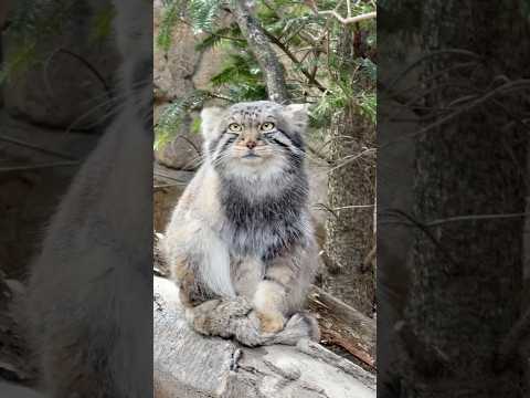 shorts ちょっと冷えてきてシッポフミフミ ナゴムくん　マヌルネコ　那須どうぶつ王国にて　2026年4月24日 サムネイル