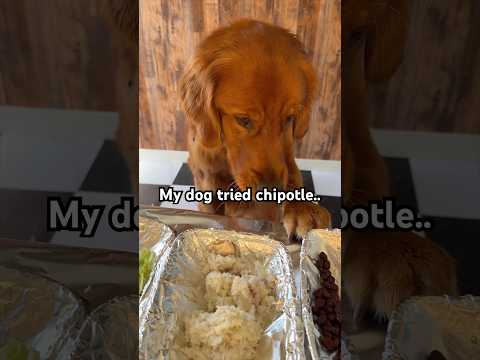 My dog tried Chipotle 😳 サムネイル