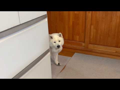 行列のできるラーメン屋さんがあると聞いて、開店前から先頭に並びだす可愛い柴犬 サムネイル