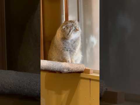 statue 今からでイイからお庭当番ボクと交換させに来ないカナ〜　マヌルネコのロータスくん　埼玉県こども動物自然公園…