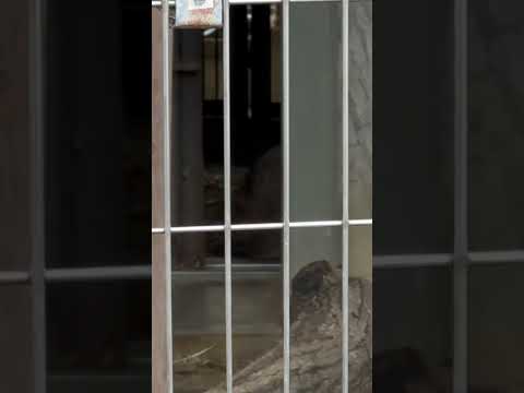 shorts ミーニャちゃんの気配🥹　マヌルネコ　東山動植物園にて　2026年3月13日 サムネイル