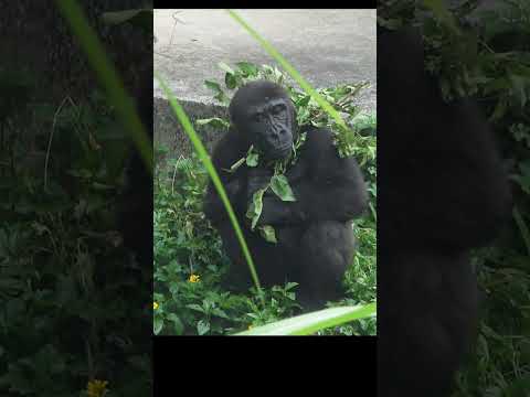 gorilla D'jeeco 27y6m old dad & son Ringo 4y11m old. shorts…