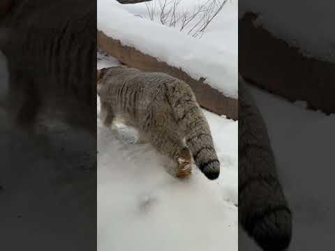 ナゴムくん　マヌルネコ　那須どうぶつ王国 サムネイル