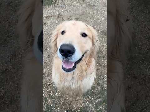 すんごいきたないーぬ 大型犬 ゴールデンレトリバー