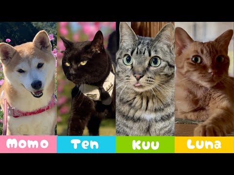 もも、天、空、月を紹介します　Meet the Team — Momo & Her Cats サムネイル