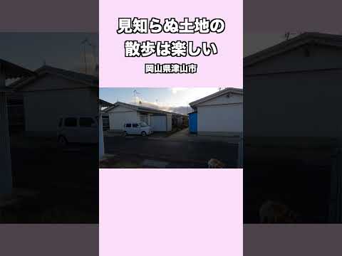 見知らぬ土地の 散歩は楽しい 岡山県津山市 神戸 柴犬 shiba shibainu 癒し サムネイル