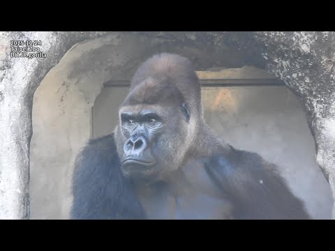 Gorilla D'jeeco family 保育員門口給高麗菜樹枝/Jabali Ringo 想拿mom手上食物.兄… サムネイル