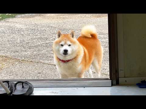 ひやかしに来た柴犬 サムネイル