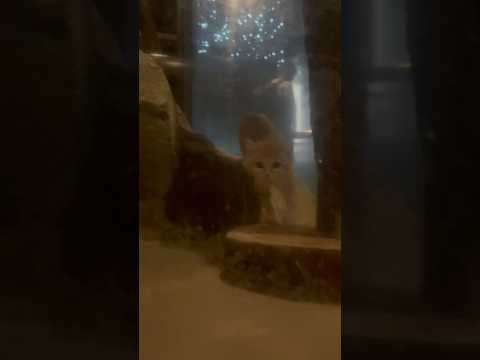 shorts ショジャーくん(？)  スナネコ　東山動植物園にて　2026年3月14日 サムネイル