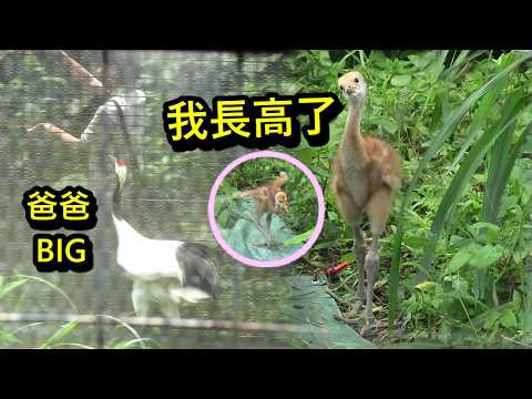 丹頂鶴寶寶展翅跑太可愛啦, 爸爸BIG和工作人員互動跑跑 🥰 babyanimals cuteanimals baby…
