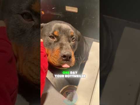Why Do Some Rottweilers Suddenly Become Aggressive shorts d…
