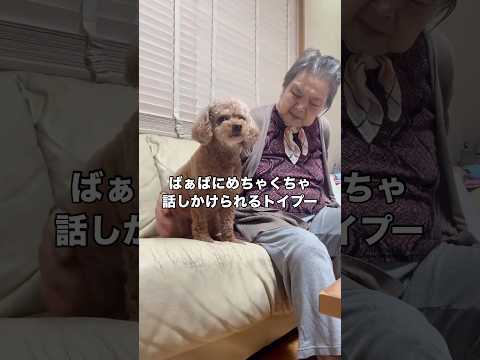 とめどなく話しかけてくるおばあちゃんととりあえず話を聞くトイプー トイプー トイプードル おばあちゃん shorts サムネイル