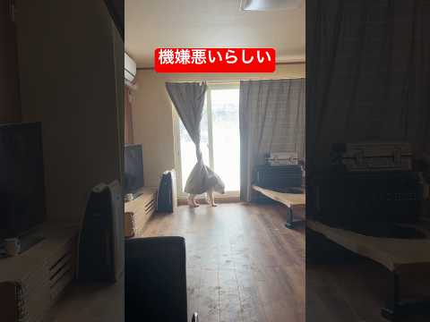 ブチ切れてます💢shorts puppy グレートピレニーズ ゴールデンレトリバー サムネイル