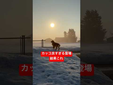 かっこよく登場したのに持ってきた物が… サムネイル