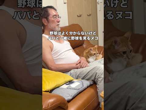 パパがテレビを見ていると必ず特等席にやって来て一緒にテレビを見始める茶トラ 茶トラ 茶白猫 おじいちゃんと猫 shor… サムネイル