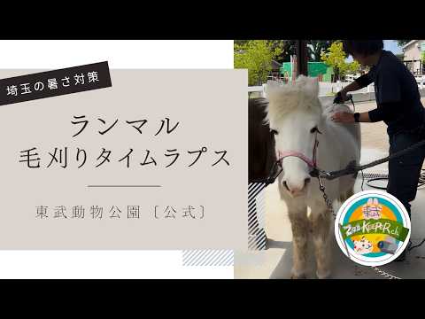 埼玉の暑さ対策【ポニー・ランマルの毛刈りタイムラプス】東武動物公園　公式YouTubeチャンネル サムネイル