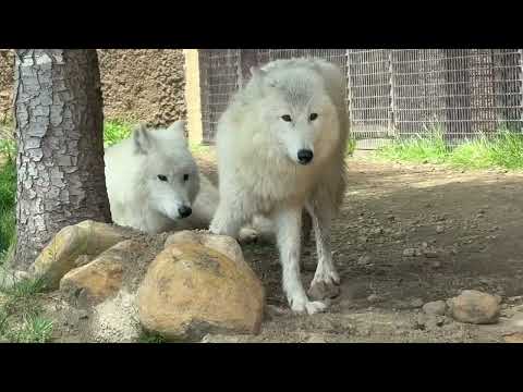真白ちゃんも くつろぎモードに😊　  ホッキョクオオカミ　那須どうぶつ王国にて　2026年4月24日