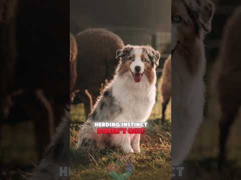 Are You Ready to Own an Australian Shepherd shorts dog pets… サムネイル