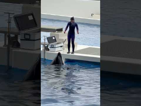 shorts ステラさんじゃ〜ネ☺️   須磨シーワールドにて　2025年12月25日 サムネイル