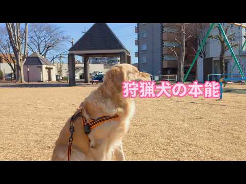 宇都宮で狩猟犬の本能開眼。ゴールデンレトリバーティト