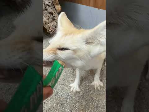 ちゅ〜る好きのフェネック♫shorts フェネック 動物園