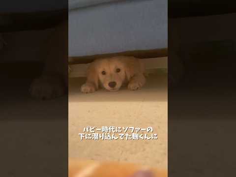 こういうコントみたいなことよくやってます🤣麹はもうここには入れないけど、小型犬のお友達が遊びにきた時に入って遊んじゃう… サムネイル