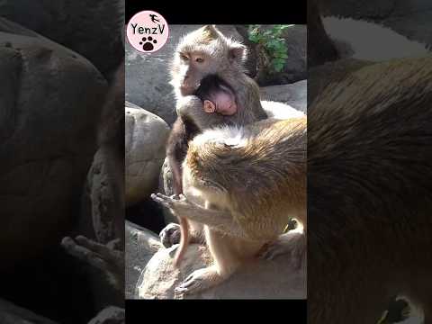 male Monkey cares about mother monkey & baby💕 獼猴 macaque ba… サムネイル
