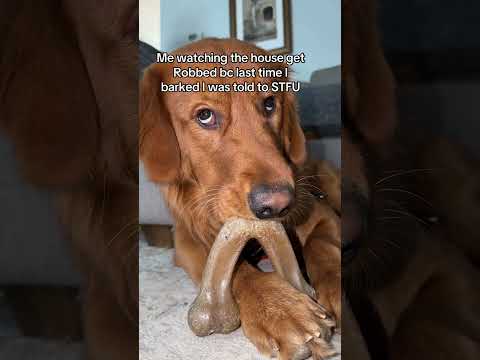 I’m just doing what I was told 🐶