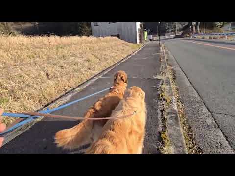 トン君（ストーン）とイロハで徒歩通勤。別名爪減らし散歩 サムネイル