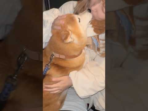 柴犬福 姉と柴犬の昨日ぶりの再会🤣Sister and Shiba🤣姉と柴 shorts funny 柴犬 shiba…