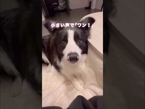 催促吠えが癖付く前に置き換えられないかなと思い小さい声でワンを教えてみた ボーダーコリー 牧羊犬 大型犬 shorts